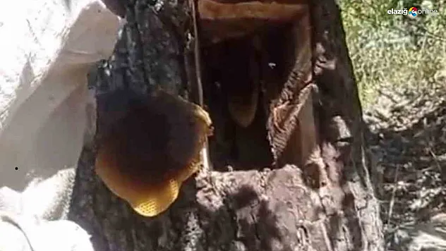Palu'da Arıların İzini Süren Vatandaşlar 5 Kilo Organik Bal Buldu!