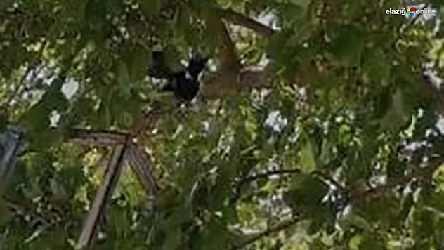 Elazığ'da başarılı operasyon! Ayağına ip dolanan kargayı itfaiye kurtardı