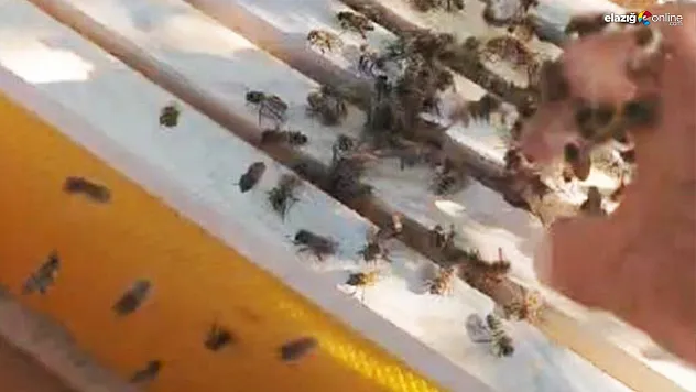 Ağaçta oğul veren bal arılarını elleriyle topladı