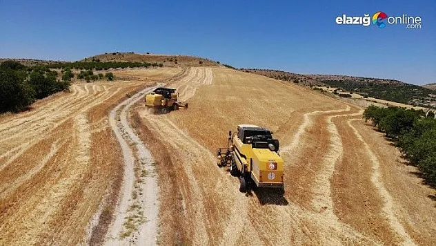 Ağın'da 600 dönüme arpa eken belediye, hasada başladı