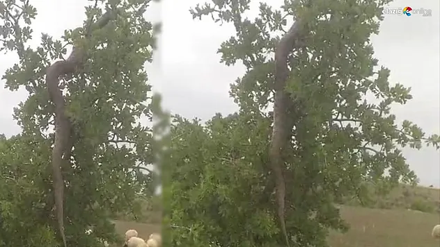 Ağın'daki 3 metrelik dev yılan korkuttu