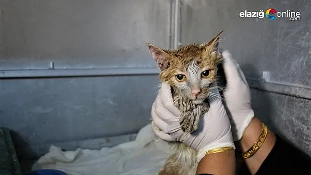 Akaryakıt tankına düşen kedi, zeytinyağı ile temizlendi