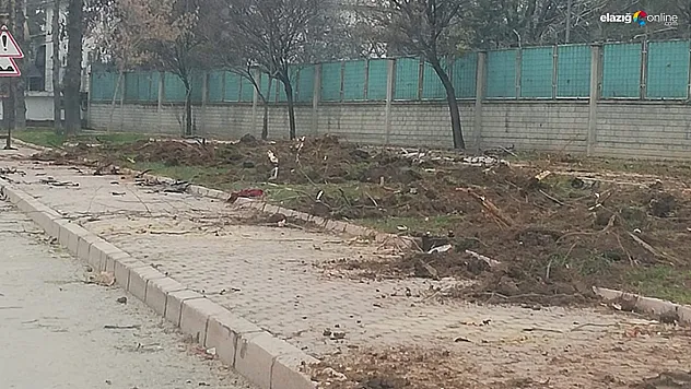 Aksaray Mahallesi'nde ağaç katliamı!