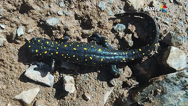 Alacakaya'da 'sarı benekli semender' görüntülendi