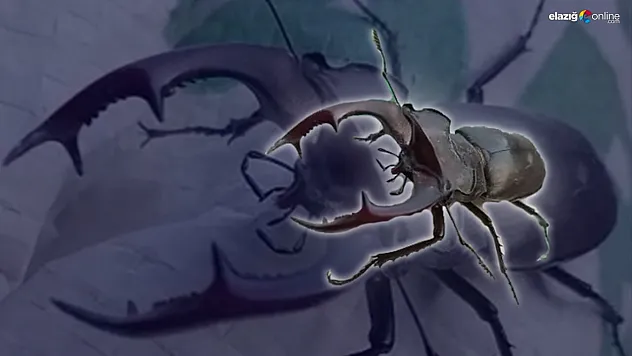 Amanos dağlarında yaşadığı biliniyordu, Arıcak'ta da görüldü