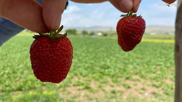 Meşhur kuyulu çileği görücüye çıktı