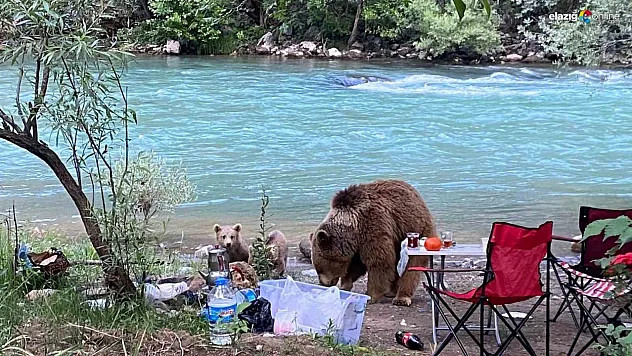 Anne ayı ve yavruları piknik sofrasına konuk oldu