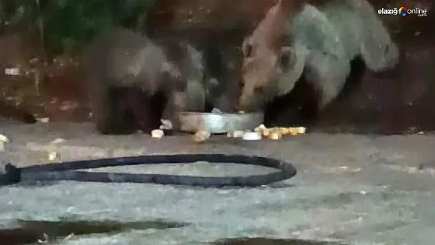 Anne ayı yavrularını da alıp geldi, karnını doyurdu