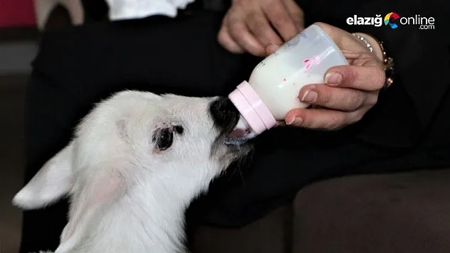 Annesinin reddettiği kuzuya, sağlıkçı şefkati