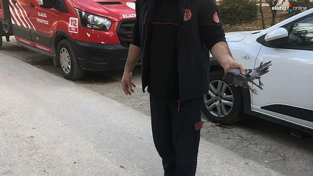 Güvercinin imdadına itfaiye ekipleri yetişti!