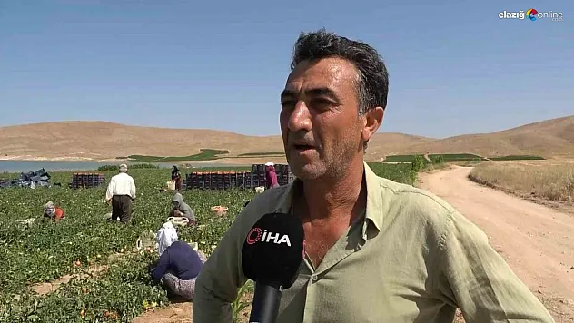 Elazığlı üretici Kıran iddialı! Elazığ'ın en ucuz domatesi burada
