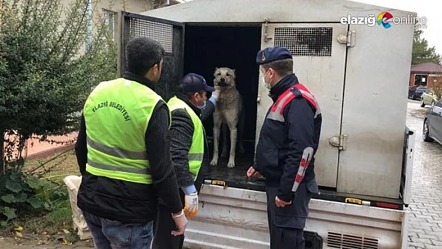 Vahşice eziyet edilen köpek tedavi altına alındı