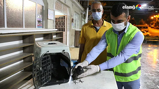 Aracın çarpması sonucu yaralanan güvercin, tedavi altına alındı