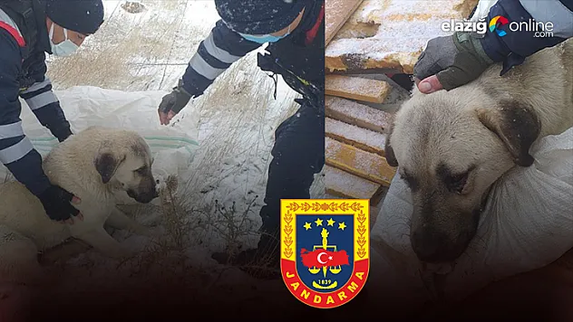 Aracın çarptığı köpeği, jandarma hayvan hastanesine ulaştırdı