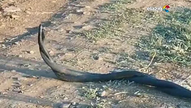 Arazide Bulunan Yılanlar Bu Kez  Dans Yaparken Görüldü