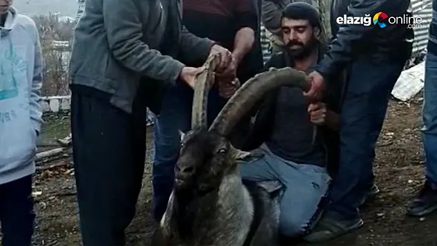 Arıcak'ta mahalleye inen dağ keçisi tekrar doğaya salındı