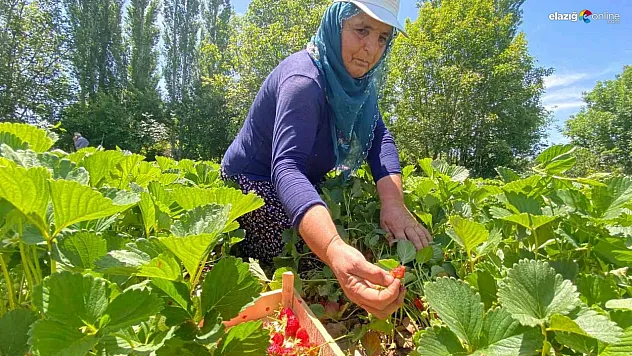 Elazığ'da Çilek Hasadı Başladı: Kuyulu'nun Meşhur Çileğine Yoğun İlgi!