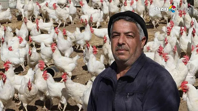 Bin 500 tavuğu vatandaşlara ücretsiz dağıtmaya başladı