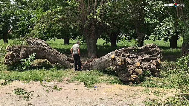 Elazığ'daki 100 yıllık dut ağacı zamana direnemedi!