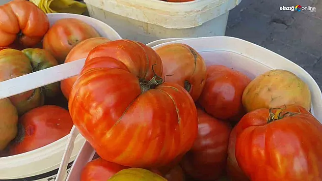 Elazığ'ın Ata Tohumlu Mahman Domatesi Pazara İndi: Kilosu 30 TL, Lezzeti Efsane!