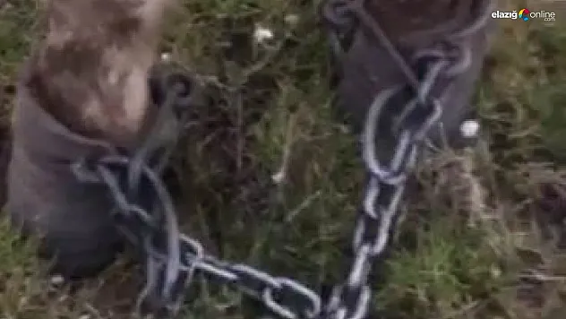 Elazığ'da atı zincirleyip ölüme terk ettiler!