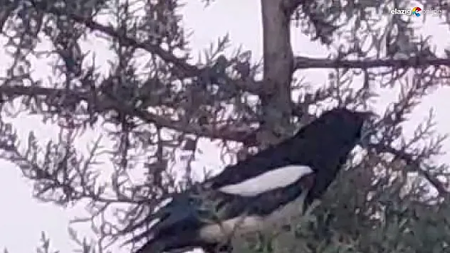 Elazığ'da Kedi, Kargaların Saldırısına Uğrayarak Ağaçta Mahsur Kaldı!