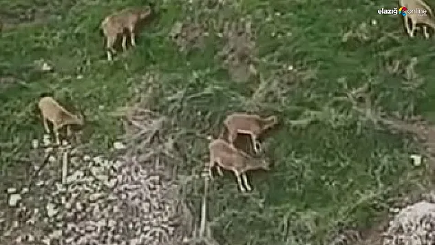 Elazığ'da Doğa Severleri Büyüleyen An: Dağ Keçileri Tarihi Harput'ta Görüntülendi!