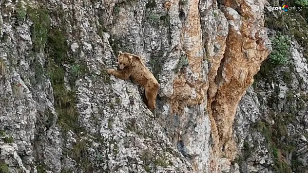 Ayının performansı dağcılara parmak ısırttı