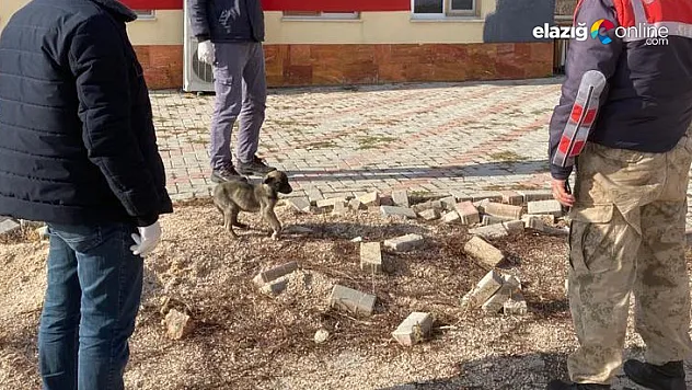 Bacağı kırık köpek jandarma tarafından tedavi altına alındı