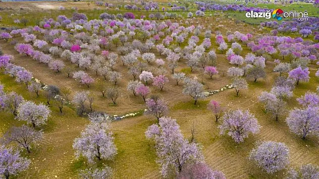 Çiçek açan badem ağaçları kartpostallık görüntüler oluşturdu