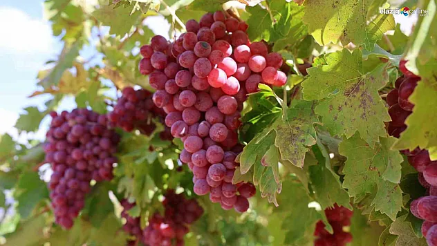 Elazığ'da Bağ Bozumu Bereketi: Dev Üzüm Salkımı Hayran Bıraktı