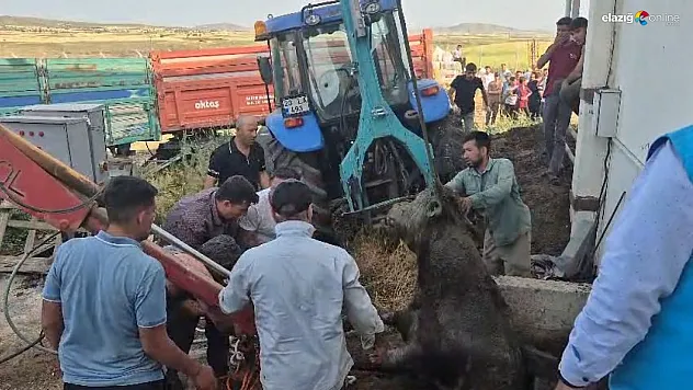 Bağını Koparıp Kaçtı, Çukura Düştü: Elazığ'da Film Gibi Kurtarma Operasyonu!