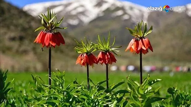 Baharın habercisi ilk cemre havaya düştü