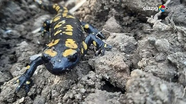 Baharla birlikte Benekli Semenderler çıkmaya başladı