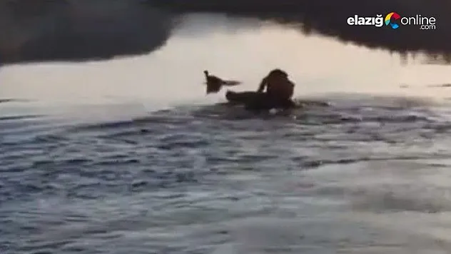 Baraj gölüne düşen güvercin, suya giren muhtar tarafından kurtarıldı