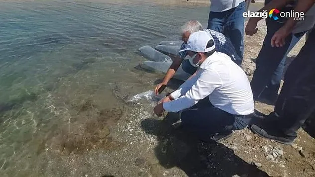 Baskil'de 300 bin sazan baraj gölüne bırakıldı