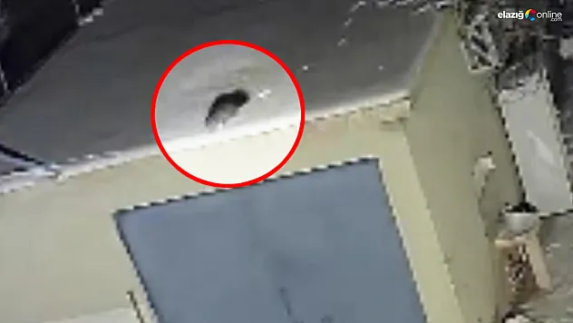 Baskil'de gece yarısı sürprizi: Damdaki gizemli misafir kamerada!