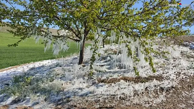 Baskil'de Zirai Don Felaketi: Kayısı Ağaçları Buz Sarkıtlarıyla Kaplandı!