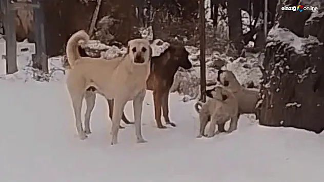 Baskil'deki Yavru Köpekler, Sokak Köpeklerini Ters Köşe Yaptı!