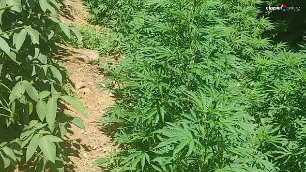 Bingöl'de 17 bin kök kenevir ele geçirildi