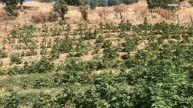 Bingöl'de 19 bin kök skunk bitkisi ele geçirildi