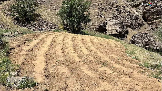 Bingöl'de 2 bin 900 kök kenevir ele geçirildi