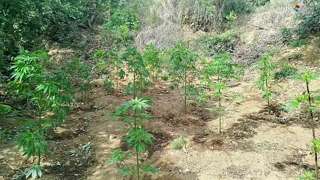 Bingöl'de 228 kök kenevir ele geçirildi