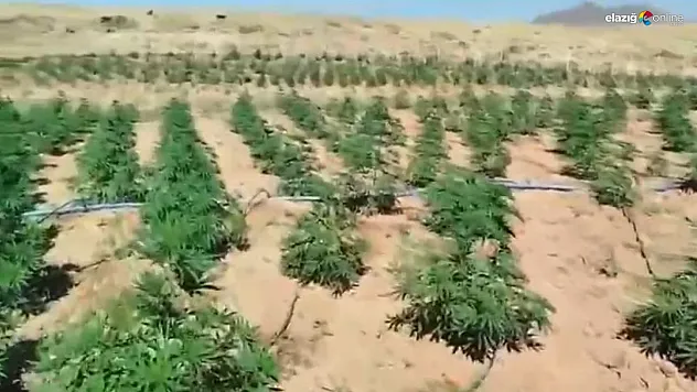 Bingöl'de 23 bin kök kenevir bitkisi ele geçirildi