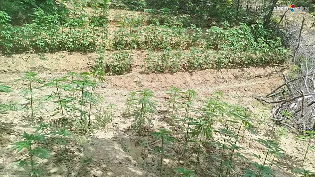 Bingöl'de 3 bin 483 kök kenevir ele geçirildi