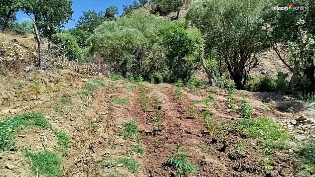 Bingöl'de 4 bin kök kenevir bitkisi ele geçirildi