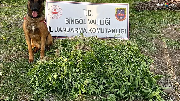 Bingöl'de 4 günde 14 bin 933 kök kenevir ele geçirildi
