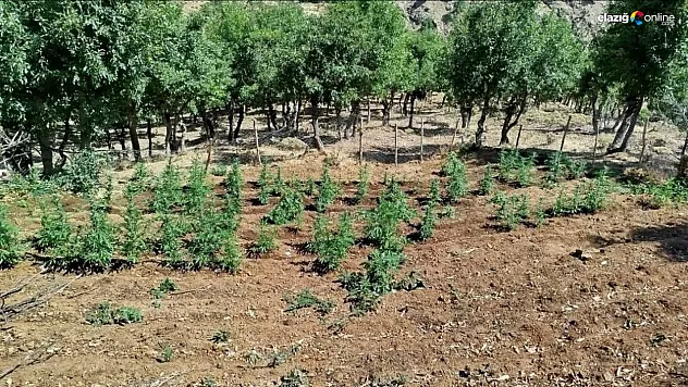 Bingöl'de 8 bin kök kenevir bitkisi ele geçirildi