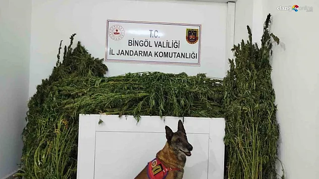 Bingöl'de 91 kilo esrar ele geçirildi