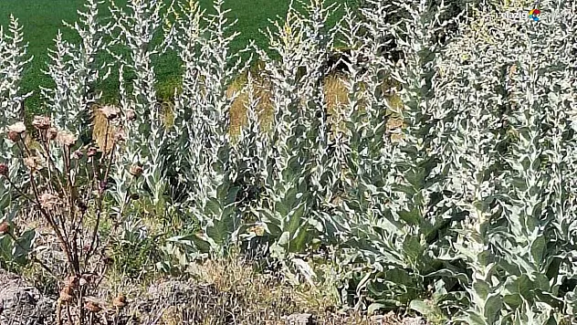 Bingöl'de ağaçlık alanda korkutan yangın